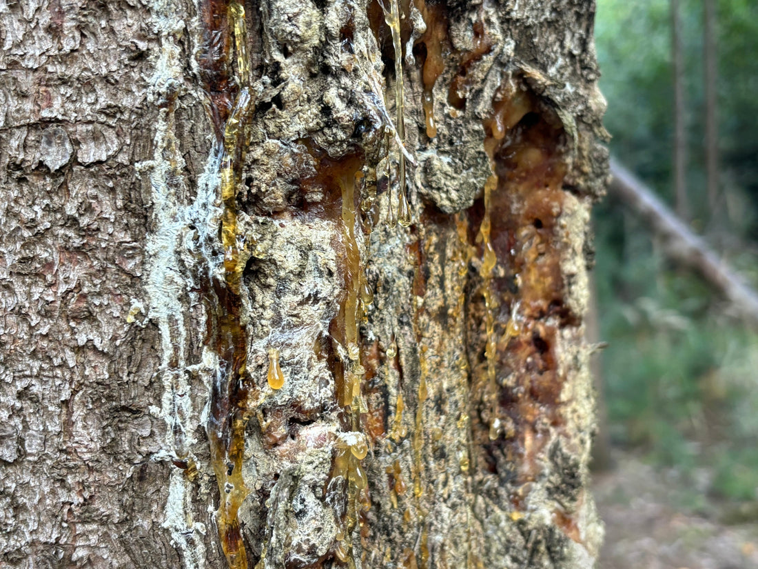 Wo lässt du denn deine Pechsalbe produzieren?
