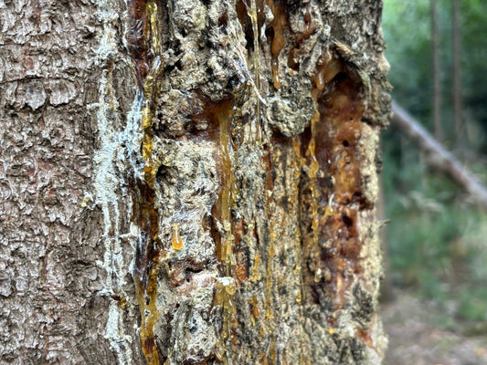 Wo lässt du denn deine Pechsalbe produzieren?